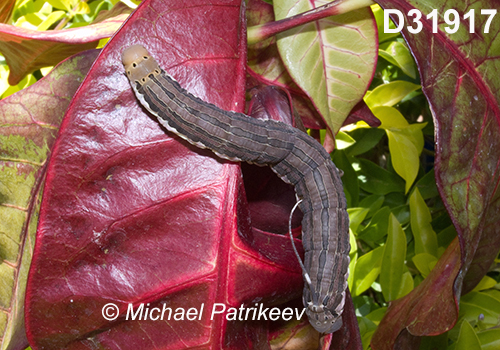 Caterpillar of Isognathus scyron