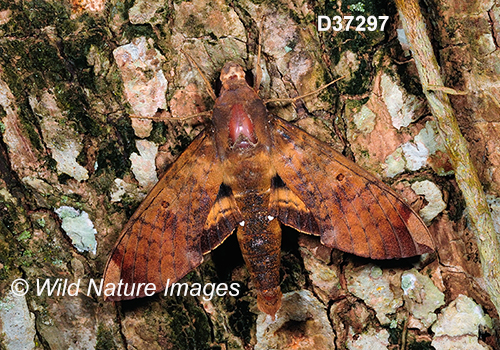 Fig Sphinx (Pachylia ficus)
