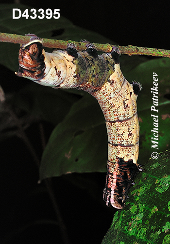 Fig Sphinx (Pachylia ficus)