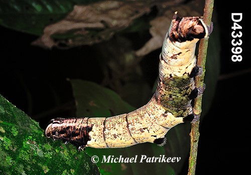 Fig Sphinx (Pachylia ficus)