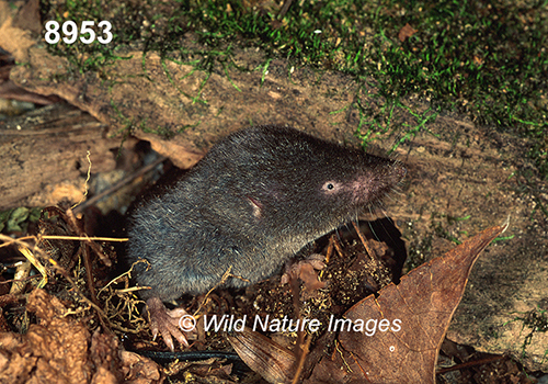 Blarina-brevicauda Northern-Short-tailed-Shrew