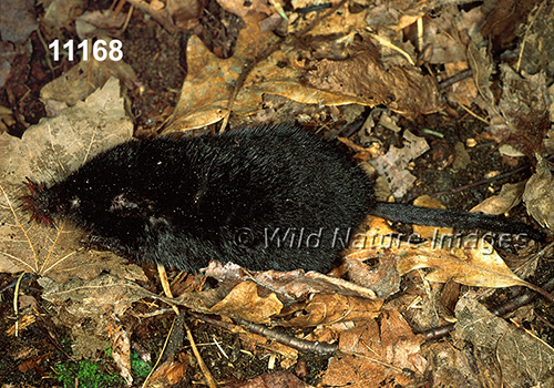 Condylura-cristata Star-nosed-Mole