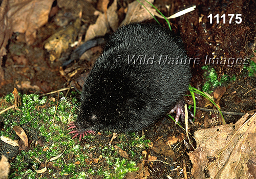 Condylura-cristata Star-nosed-Mole