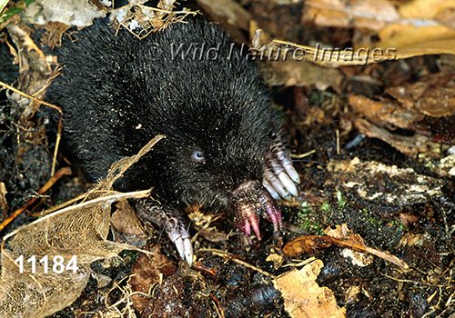 Condylura-cristata Star-nosed-Mole
