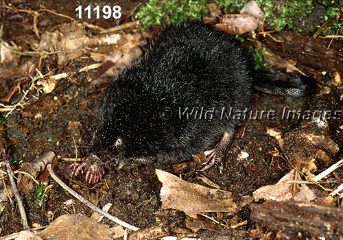 Condylura-cristata Star-nosed-Mole