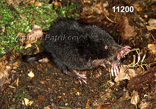 Condylura-cristata Star-nosed-Mole