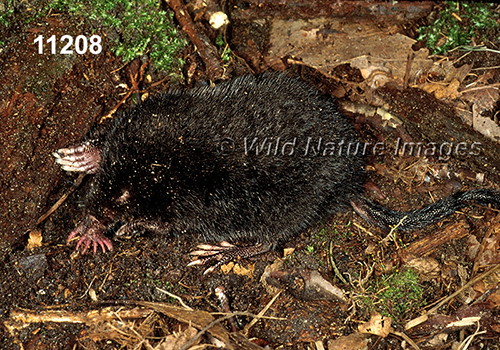 Condylura-cristata Star-nosed-Mole