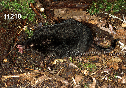 Condylura-cristata Star-nosed-Mole