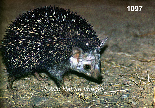 Paraechinus-hypomelas Brandt's-Hedgehog