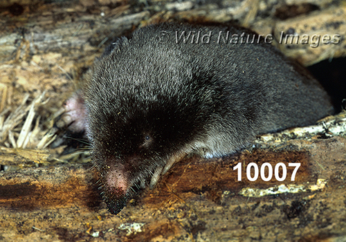 Parascalops-breweri Hairy-tailed-Mole