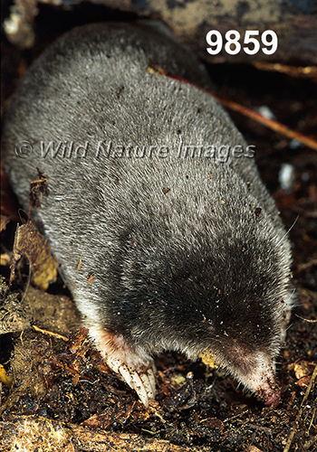 Parascalops-breweri Hairy-tailed-Mole