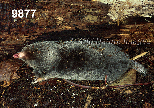 Parascalops-breweri Hairy-tailed-Mole