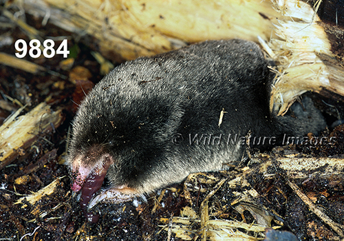 Parascalops-breweri Hairy-tailed-Mole