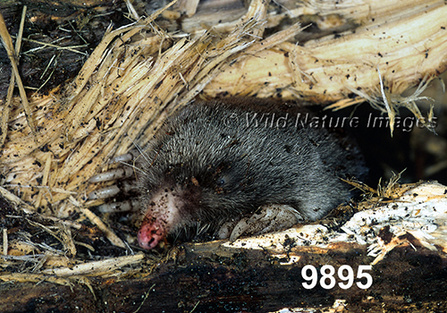 Parascalops-breweri Hairy-tailed-Mole