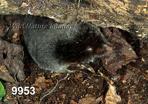 Parascalops-breweri Hairy-tailed-Mole