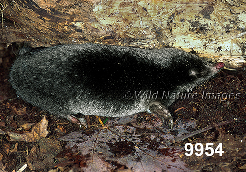 Parascalops-breweri Hairy-tailed-Mole