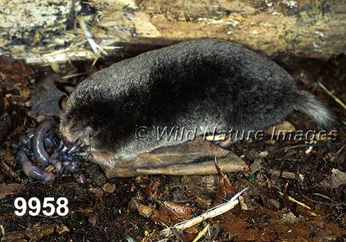 Parascalops-breweri Hairy-tailed-Mole