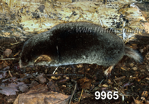Parascalops-breweri Hairy-tailed-Mole