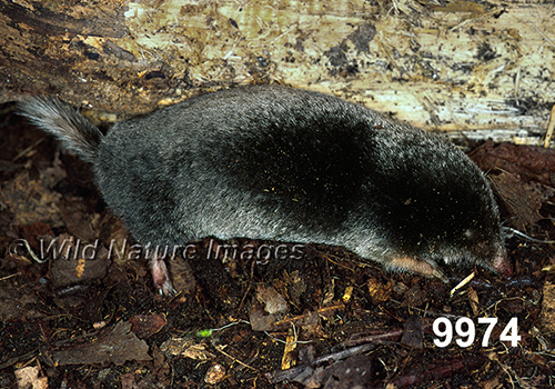 Parascalops-breweri Hairy-tailed-Mole