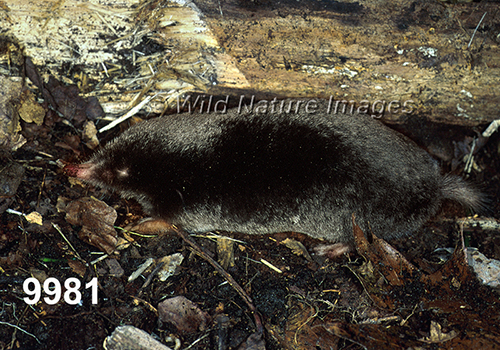 Parascalops-breweri Hairy-tailed-Mole