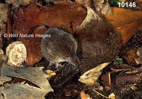 Sorex-cinereus Masked-Shrew