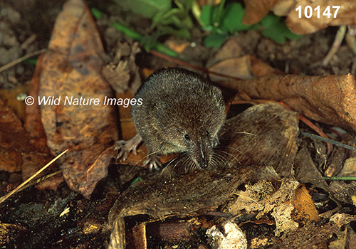 Sorex-cinereus Masked-Shrew