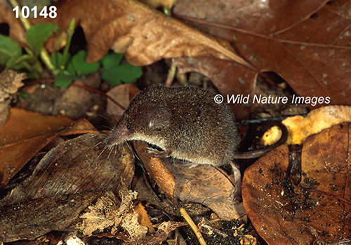 Sorex-cinereus Masked-Shrew