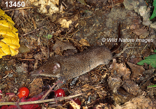 Sorex-cinereus Masked-Shrew