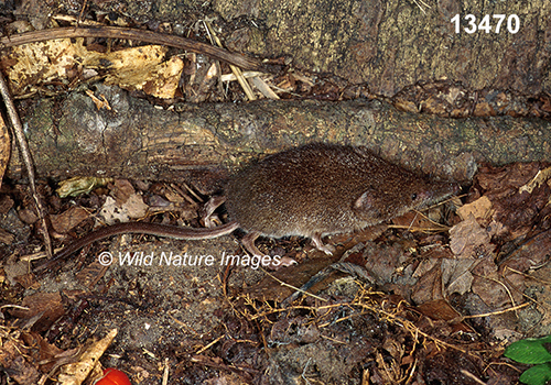 Sorex-cinereus Masked-Shrew
