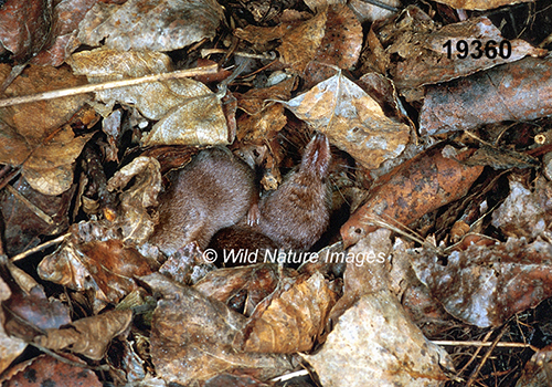 Sorex-cinereus Masked-Shrew