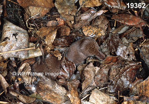 Sorex-cinereus Masked-Shrew
