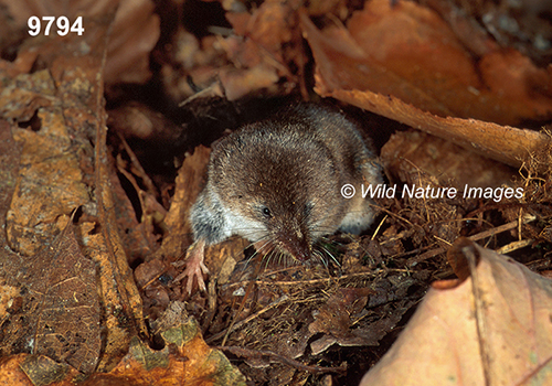 Sorex-cinereus Masked-Shrew