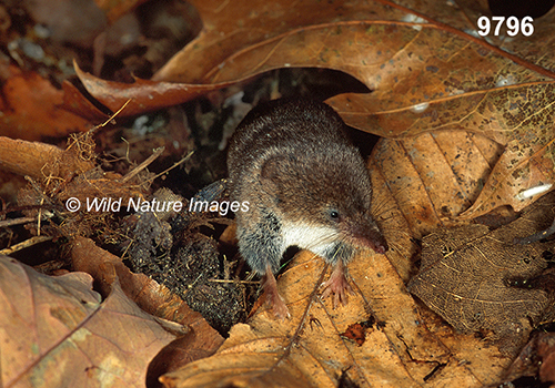 Sorex-cinereus Masked-Shrew
