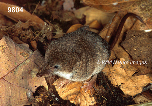 Sorex-cinereus Masked-Shrew
