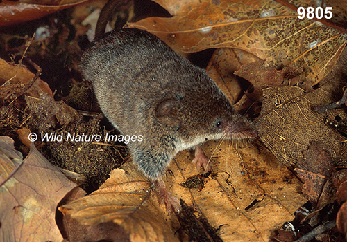Sorex-cinereus Masked-Shrew