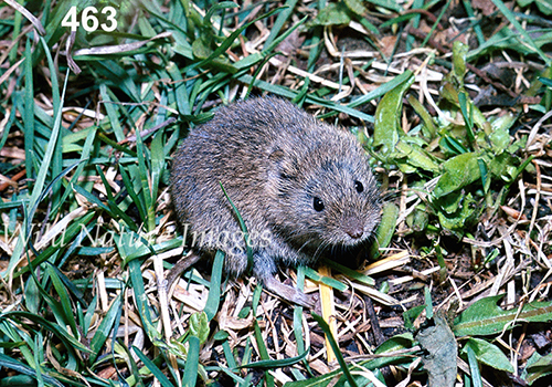 Microtus-arvalis Common-Vole