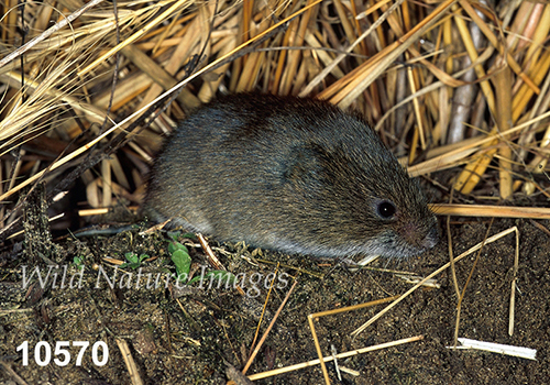 Microtus-pennsylvanicus Meadow-Vole