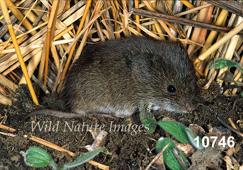 Microtus-pennsylvanicus Meadow-Vole