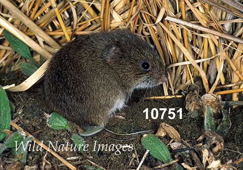 Microtus-pennsylvanicus Meadow-Vole