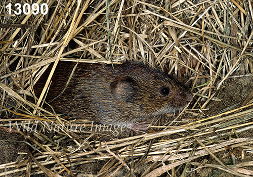 Microtus-pennsylvanicus Meadow-Vole
