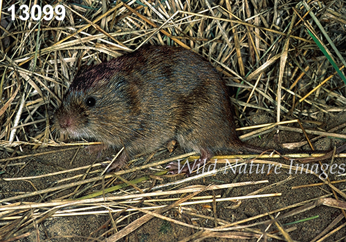 Microtus-pennsylvanicus Meadow-Vole