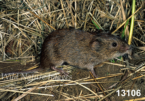 Microtus-pennsylvanicus Meadow-Vole