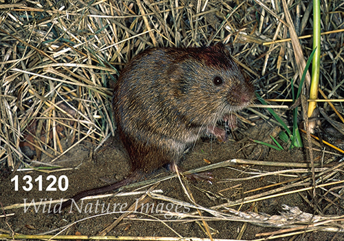 Microtus-pennsylvanicus Meadow-Vole