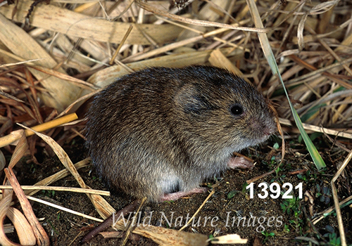 Microtus-pennsylvanicus Meadow-Vole