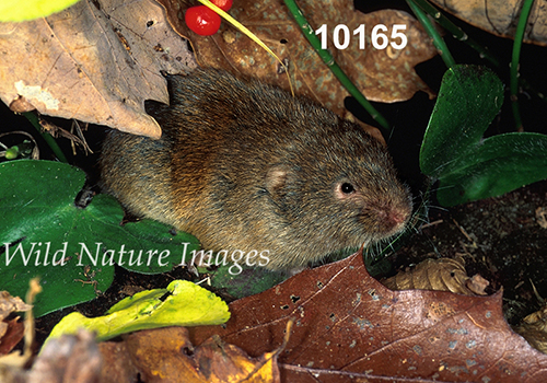 Microtus-pinetorum Woodland-Vole