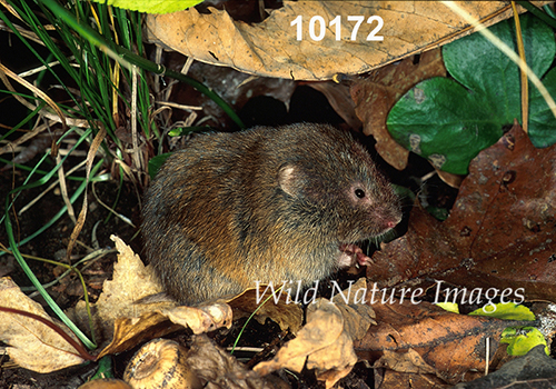 Microtus-pinetorum Woodland-Vole