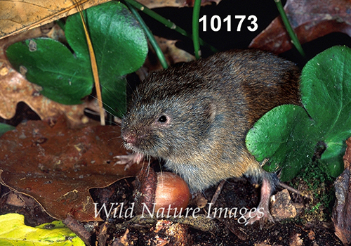 Microtus-pinetorum Woodland-Vole