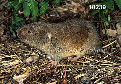 Microtus-pinetorum Woodland-Vole