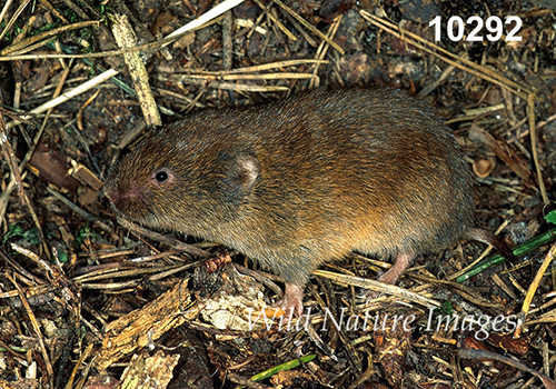 Microtus-pinetorum Woodland-Vole