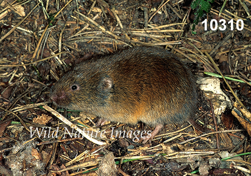 Microtus-pinetorum Woodland-Vole